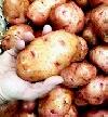 Potato - Redskin (Large) 12lb bag